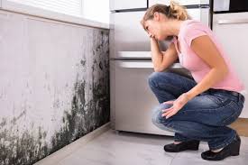 Best Dehumidification Services  in Mount Carmel, TN